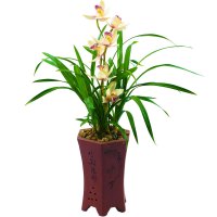 兰花苗洋兰雪美人建兰四季兰浓香型不带花苞室内观花植物绿植花卉雪美人8苗裸根不带土