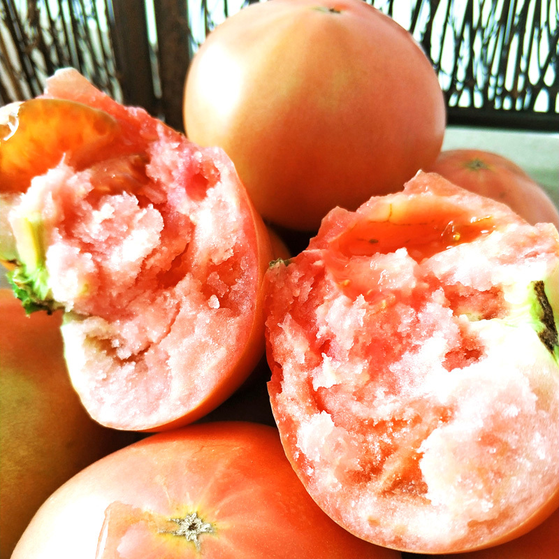 东北西红柿新鲜农家番茄纯天然自然熟沙瓤5斤