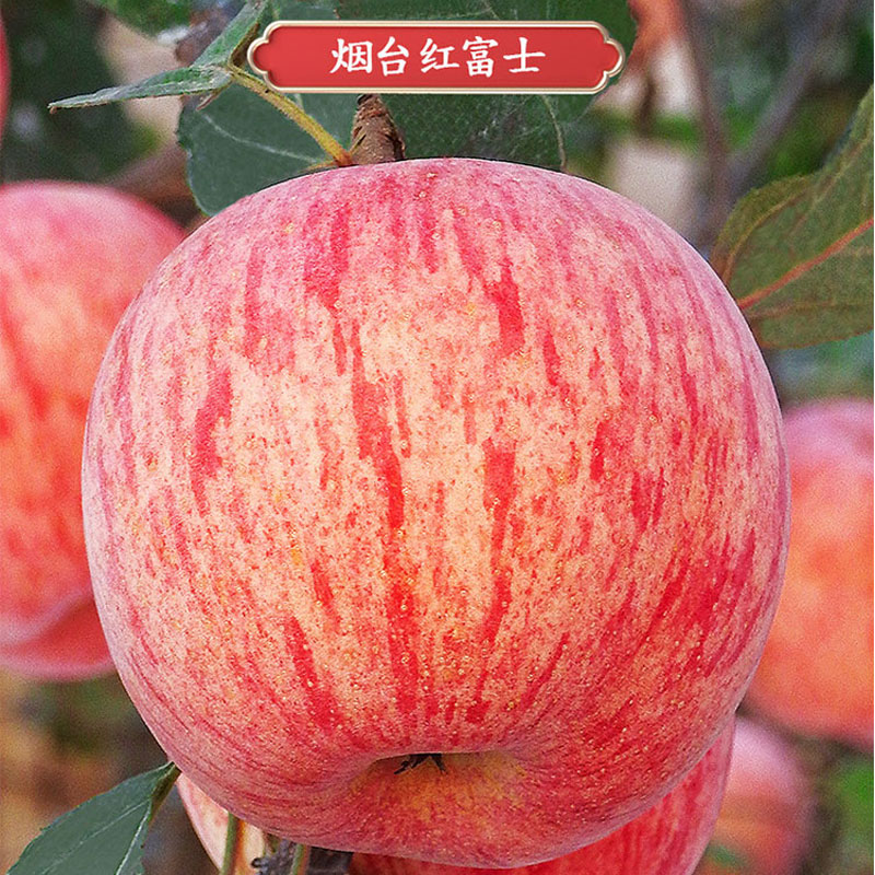 卜任舒 甄选富士苹果3.5kg(包装随机发货)高清大图