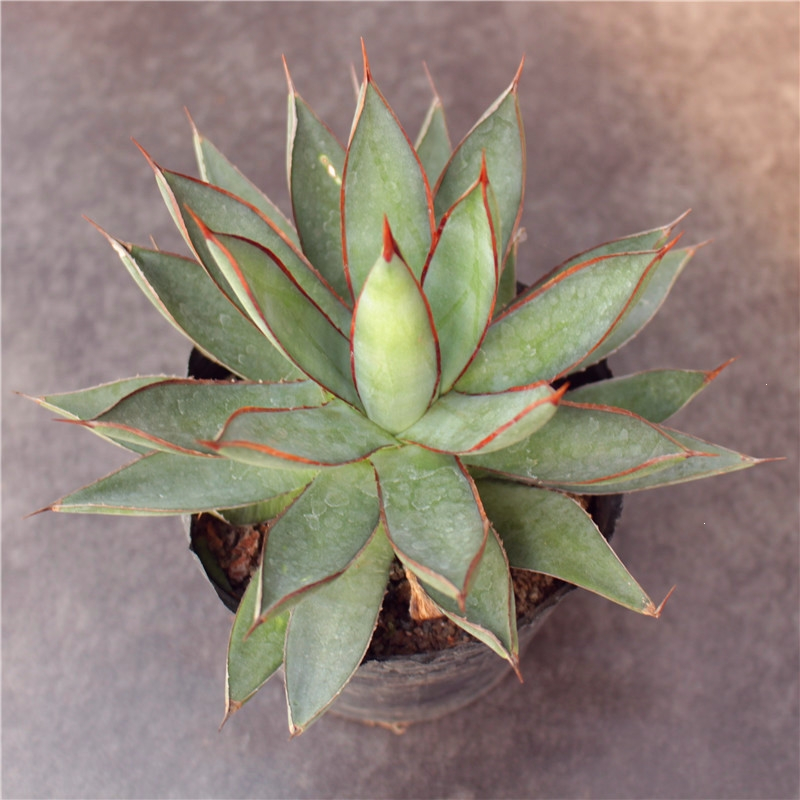 龙舌兰组合小盆栽大型多肉植物新手客厅装饰绿植雷神吉祥冠古达绿植