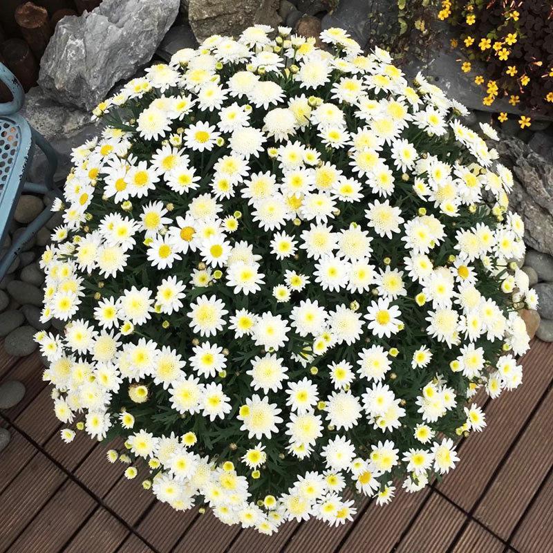 玛格丽特姬小菊球菊盆栽带花菊花千头菊小雏菊花苗四季视频