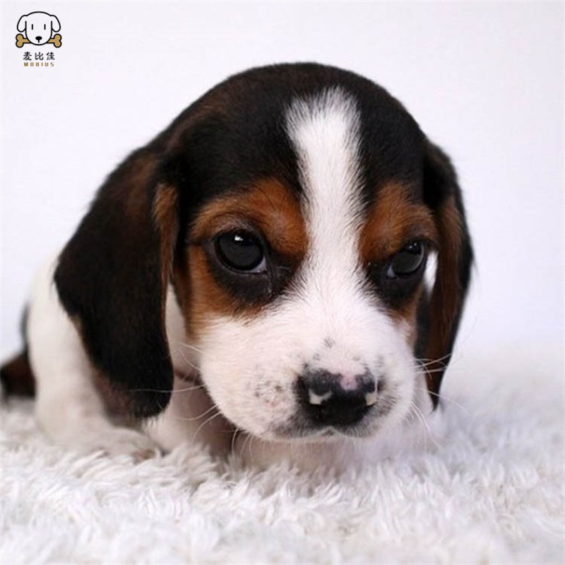 麦比佳宠物比格狗狗活体 花色比格犬幼犬 纯种血统级比格 短毛米格鲁猎兔犬比格猎狗高智商家养中小型犬视频挑选高清大图