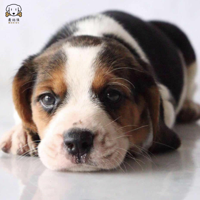 麦比佳比格犬幼犬 比格犬狗狗活体 纯种血统家庭犬小体比格幼崽短毛