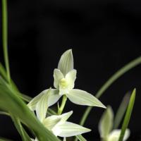 兰花苗莲瓣兰碧龙玉素花白如玉片庭院绿植花卉兰花盆栽碧龙玉素8苗裸根不带土