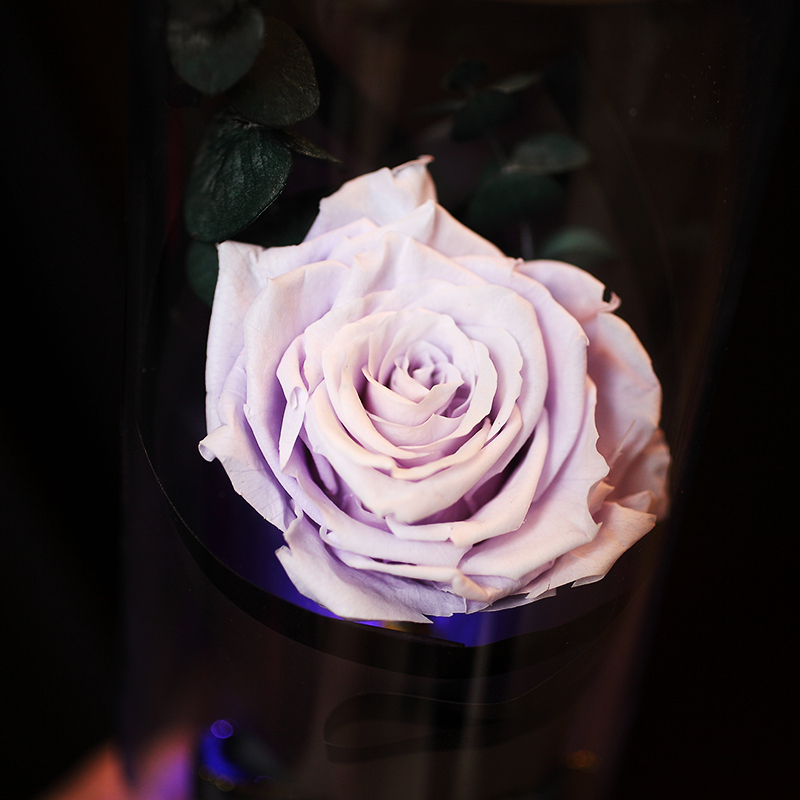 Para Ella 010系列彩灯许愿瓶浅紫玫瑰花永生花礼盒鲜花速递女神节创意礼物情人节礼物生日结婚纪念日礼物送女生女友