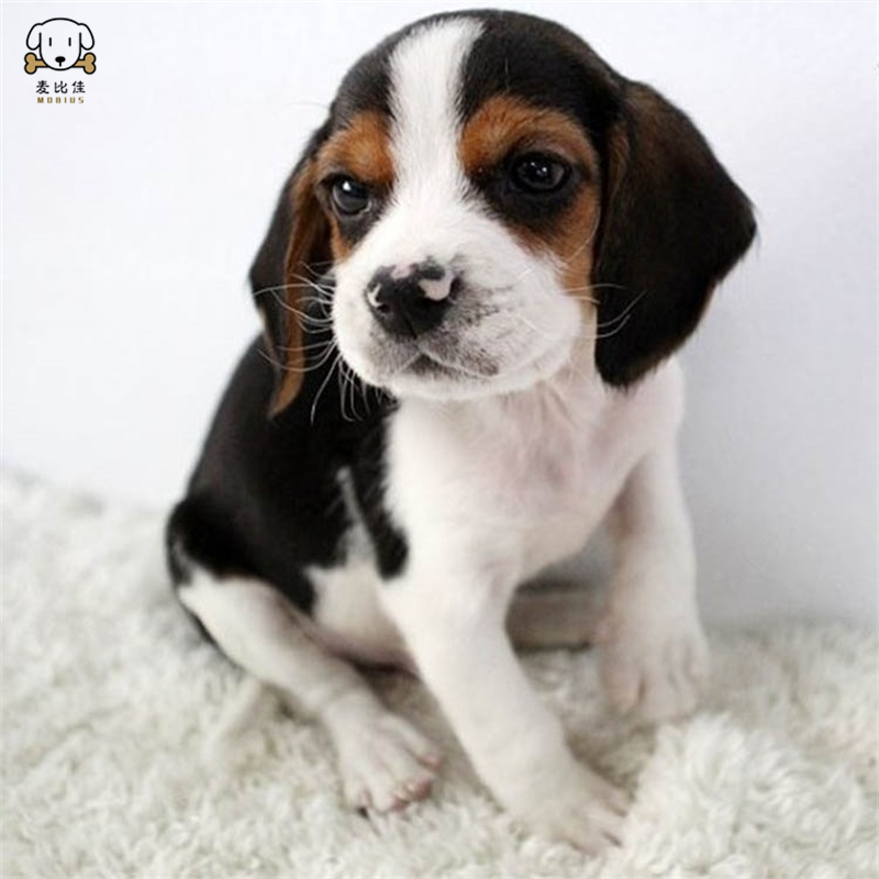 麦比佳宠物比格狗狗活体 花色比格犬幼犬 纯种血统级比格 短毛米格鲁猎兔犬比格猎狗高智商家养中小型犬视频挑选