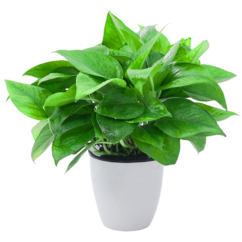 绿萝植物盆栽时尚家居办公室室内桌面水培绿箩带盆绿植盆栽90青叶h003