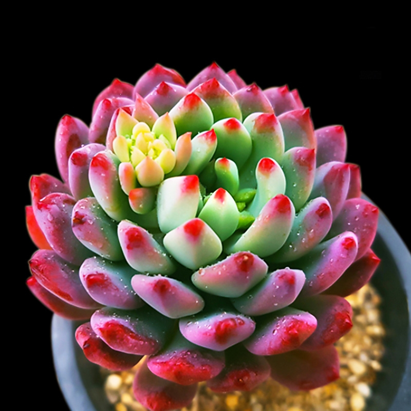 回固大颗多肉植物盆栽办公室内小盆景绿植花卉好养多肉