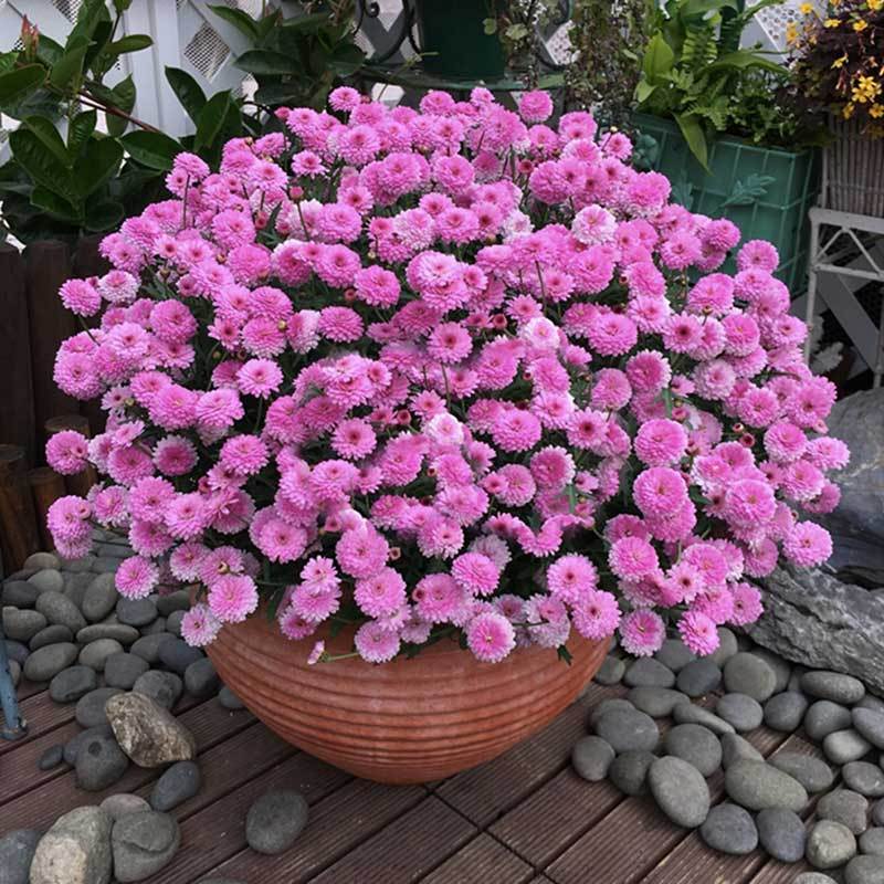 大苗玛格丽特菊花盆栽花苗带花四季开花小雏菊开花机器报价 参数 图片 视频 怎么样 问答 苏宁易购