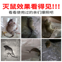 老鼠贴强力胶粘大老鼠神器粘超强粘鼠板超强粘板老鼠粘强力粘鼠板