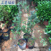绿植正宗台湾嘉宝果树苗树葡萄苗庭院盆栽地栽当年结果带叶子货四季早生当年结果苗1.4-1.5米81cm(含)-110