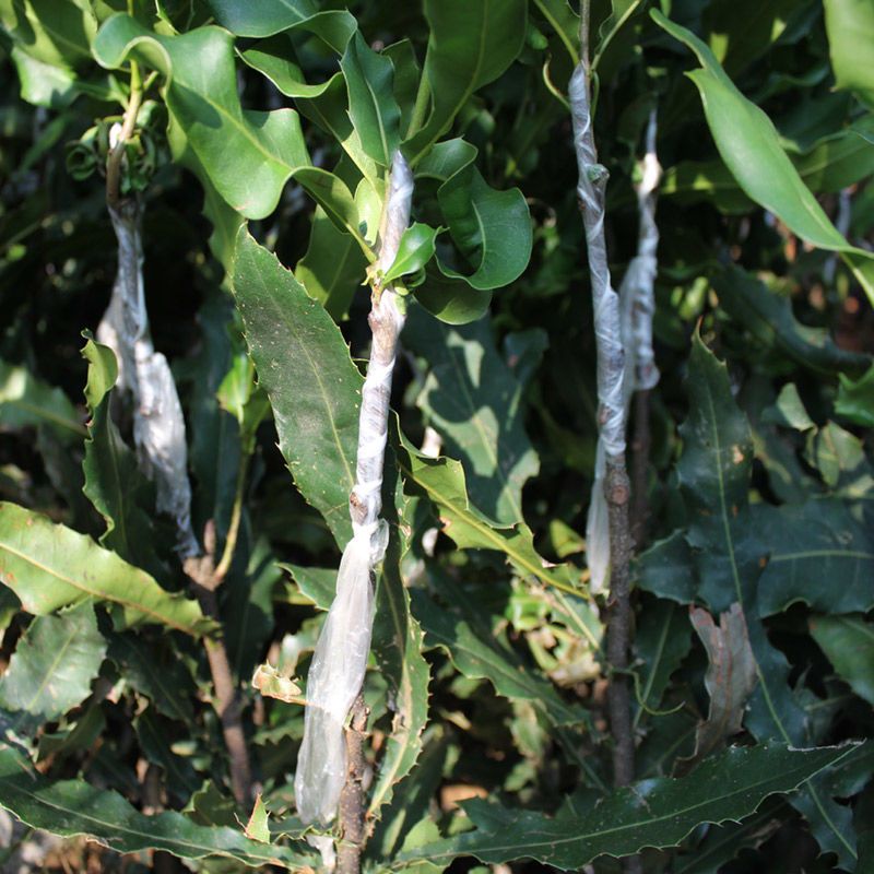 澳洲坚果嫁接树苗夏威夷坚果苗桂热一号杏仁坚果南方种植带土带叶