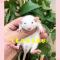 随机发花枝鼠 亲人认主人飞象耳花枝鼠活物宠物暹罗鼠宿舍宠物幼崽金丝熊仓鼠