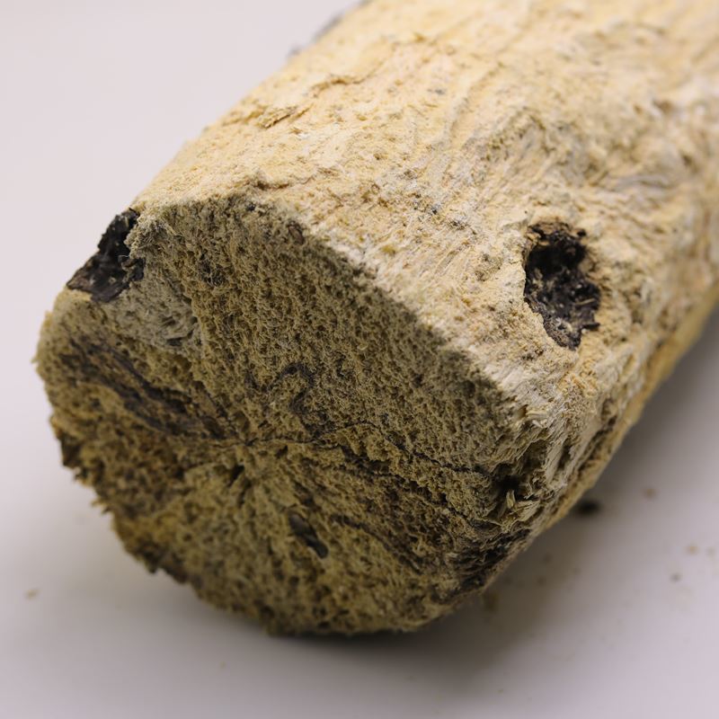 偏软产木甲虫产木彩虹锹甲成虫产卵繁殖产房发酵木屑独角仙中大扁巨扁