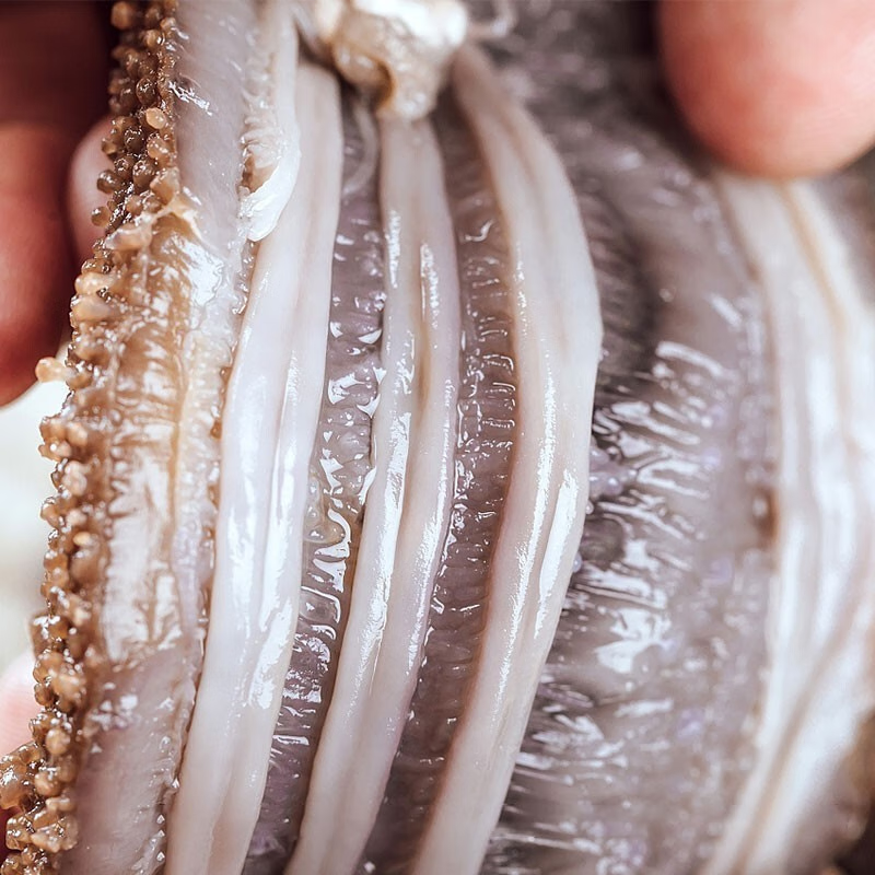 星龙港无冰即食海参——海之精华1000g/盒