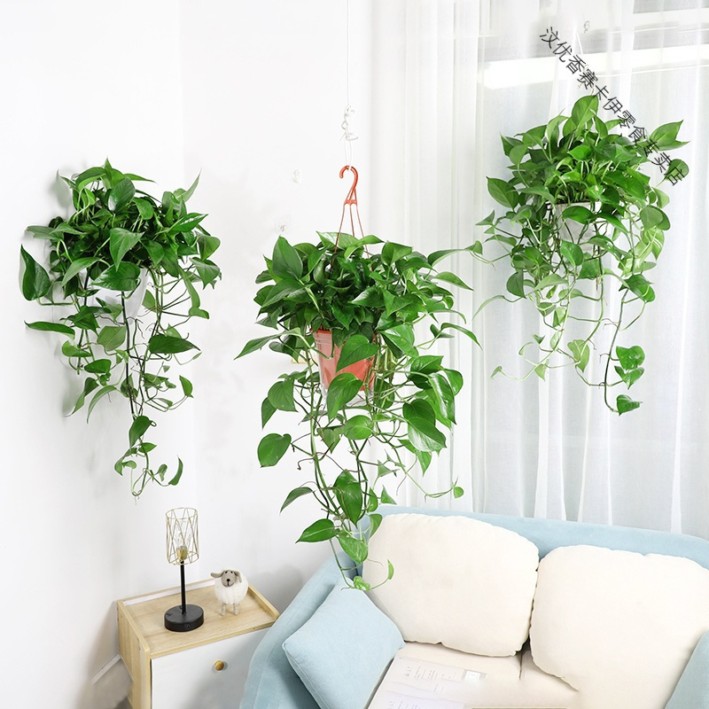 绿萝长藤垂吊室内水培吊兰吸花卉植物盆栽大绿萝爬墙长藤款