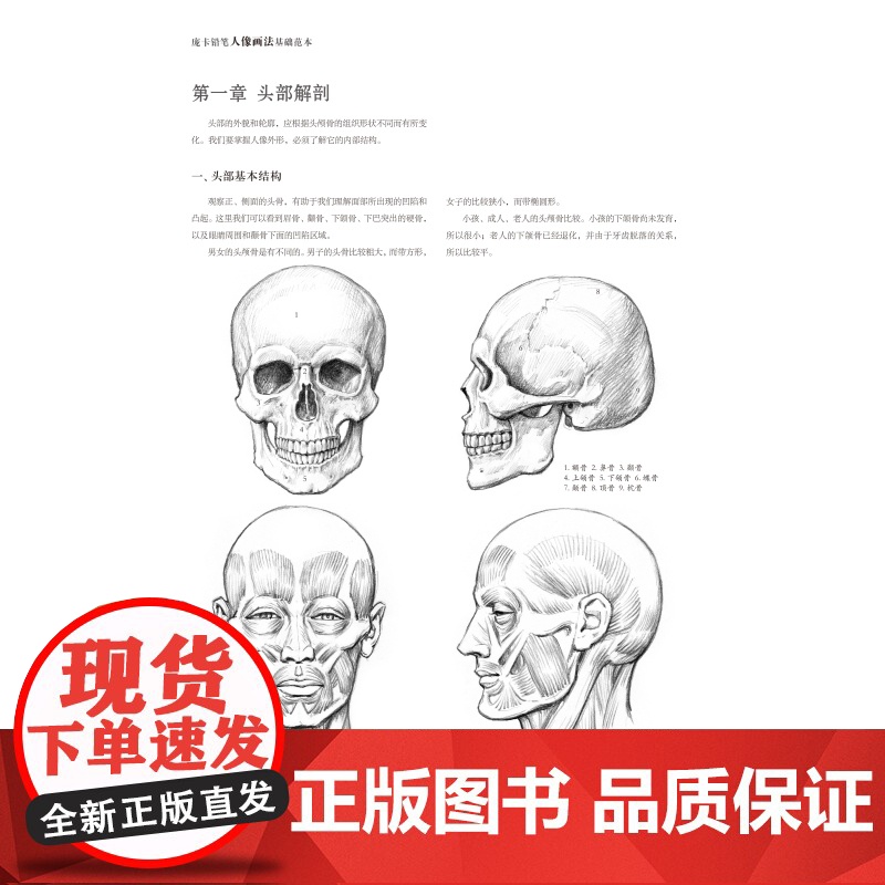 庞卡铅笔人像画法基础范本 铅笔画人物画技法上海人民美术出版社入门教程高清大图