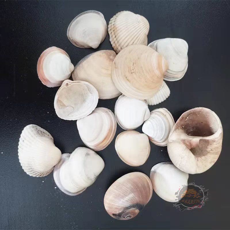 观赏蟹专用沙石泥沙铺底造景河沙小石子相手蟹将军蟹辣椒蟹寄居蟹