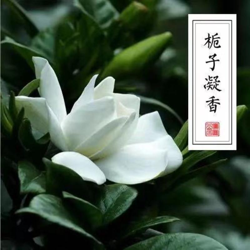 栀子花香水东方花香调淡奶香花果味留香持久学生少女清新天然淡香 10ml