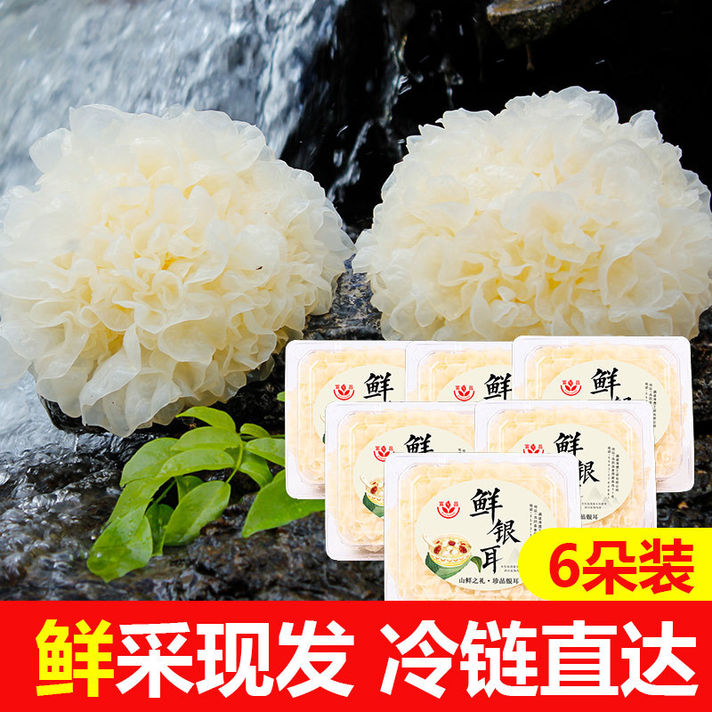 富昌鲜银耳6朵 单盒装 古田新鲜白木耳雪耳糯银耳鲜活耳 厂家产地直发 冰袋保鲜
