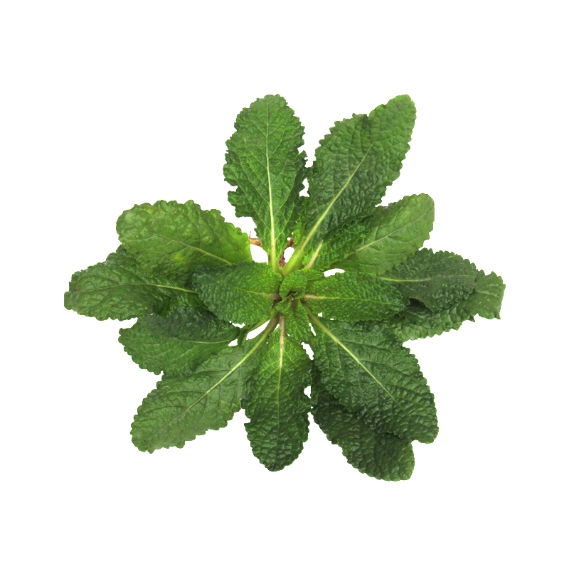 博多客蛤蟆草500g新鲜蟾蜍草荔枝草雪见草癞青蛙草皱皮草雪里青