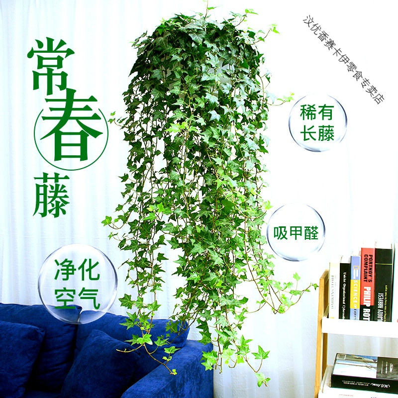 金边常春藤盆栽植物室内垂吊兰水培吸除四季长青叶长青藤绿植
