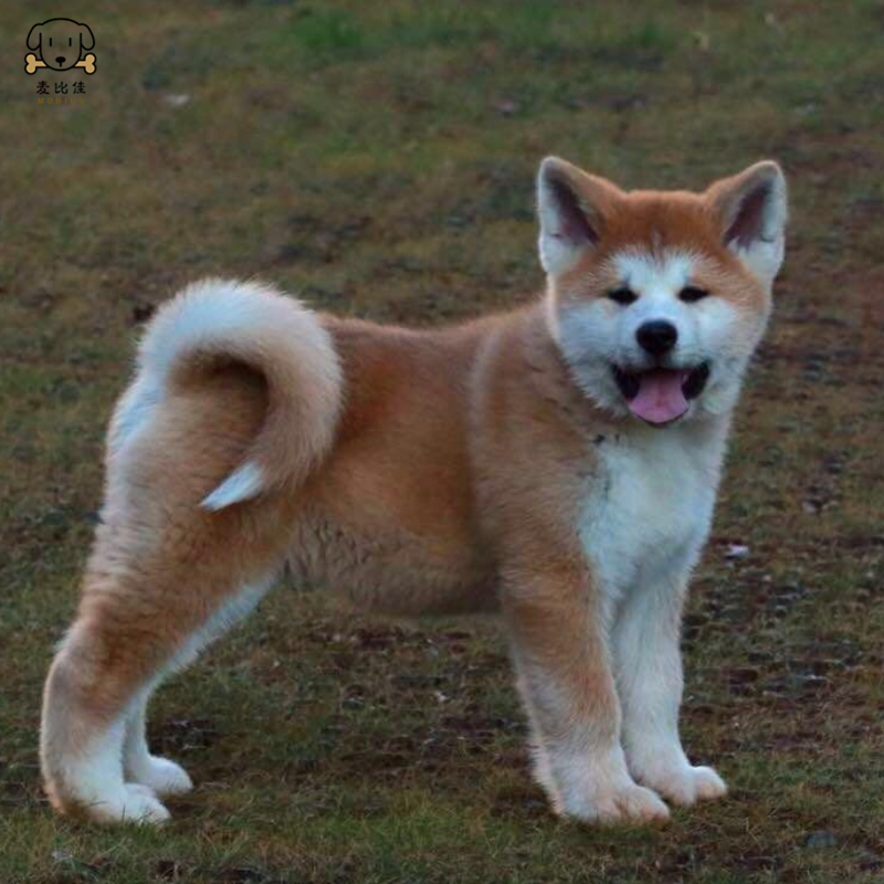 麦比佳 秋田犬幼犬 狗狗活体纯种双血统级大型犬 秋田宠物狗 大骨架赛级高品质日系秋田看家护院忠犬八公狗视频挑选高清大图