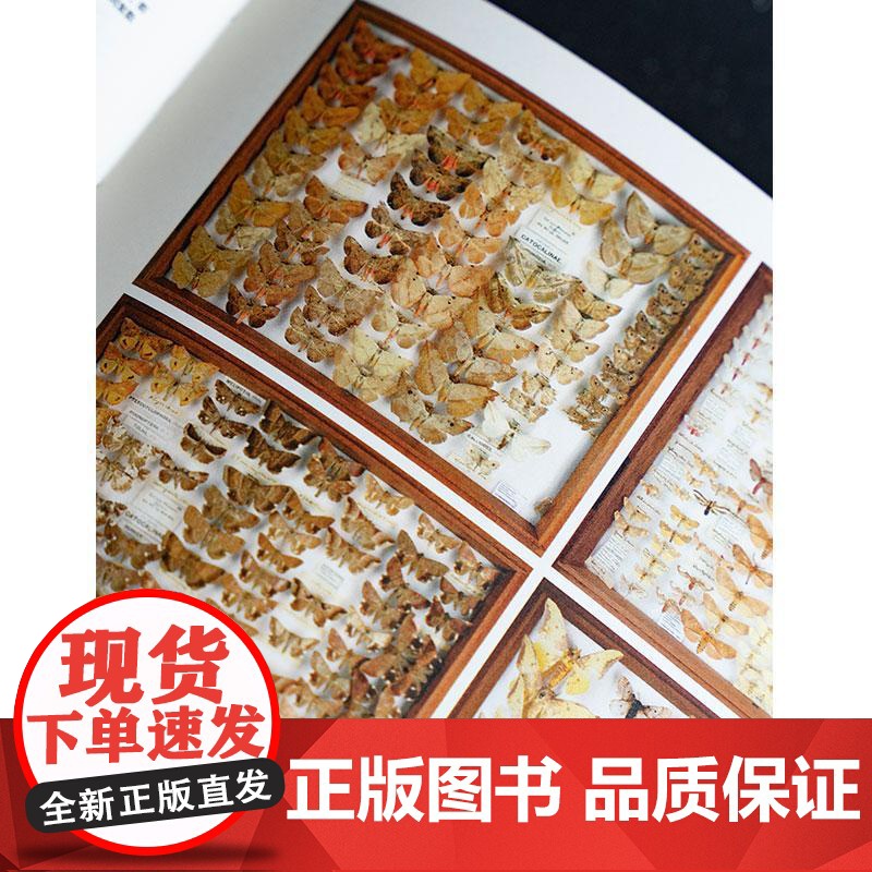 蝴蝶圣经 牛津大学典藏图谱 理查德文赖特等著 牛津大学自然史博物馆典藏图谱 涵盖1600幅画作856个物种 中信正版高清大图