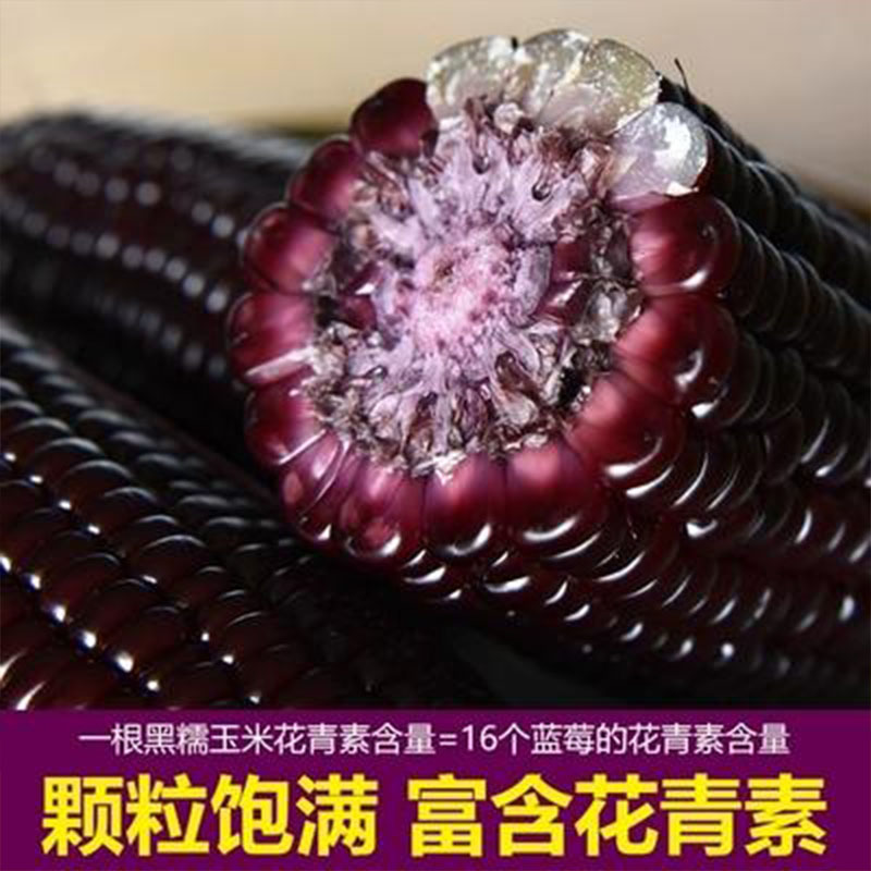 东北黑糯玉米10支*200g 甜紫糯粘玉米棒真空包装