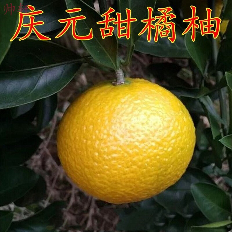 播种森林鲜花绿植播种高糖建阳潭甜桔柚庆元甜橘柚桔柚嫁接苗金柑果苗桔苗果树苗 价格图片品牌报价 苏宁易购播种森林旗舰店