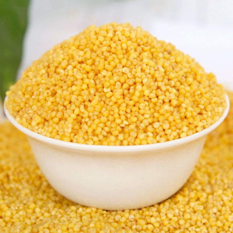 内蒙赤峰金苗小米5斤新农家小米粥黄小米五谷杂粮月子宝宝米500g金苗
