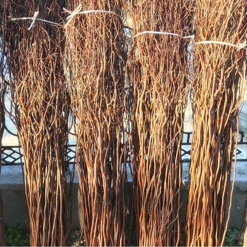 18新款龙柳龙柳干枝假树枝装饰白色干花龙桑装饰隔断橱窗装饰树枝2.2米白色加粗50支干树枝