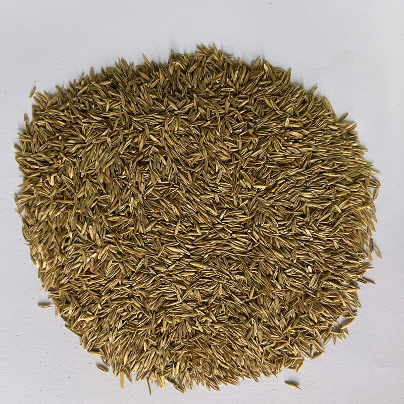 草坪种子草籽进口四季青2斤小区公园