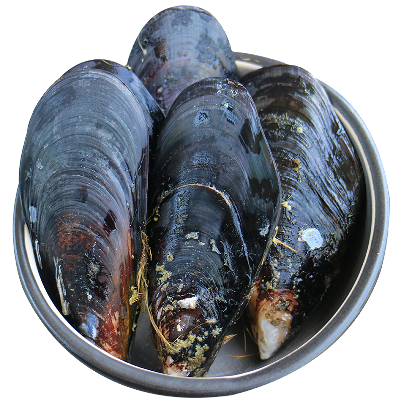 嵊泗贻贝750g枸杞岛贻贝嵊泗厚壳熟冻三年期大贻贝国家地理标志保护