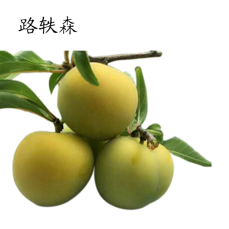 路轶森 果树树苗 4-5年生(直径4cm) 棵高清大图
