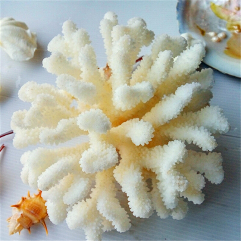 天然海螺贝壳精品白珊瑚摆件鱼缸水族造景珊瑚家居招财树