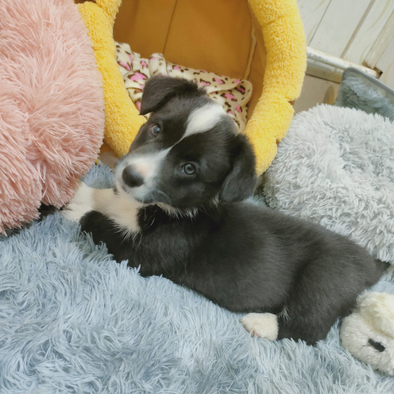 壹心优宠出品 卡迪根威尔士柯基犬幼犬活物卡迪甘卡地根狗狗萌宠物狗长不大小型犬中型犬 纯种狗血统黑白色陨石色双色三色二号母报价 参数 图片 视频 怎么样 问答 苏宁易购