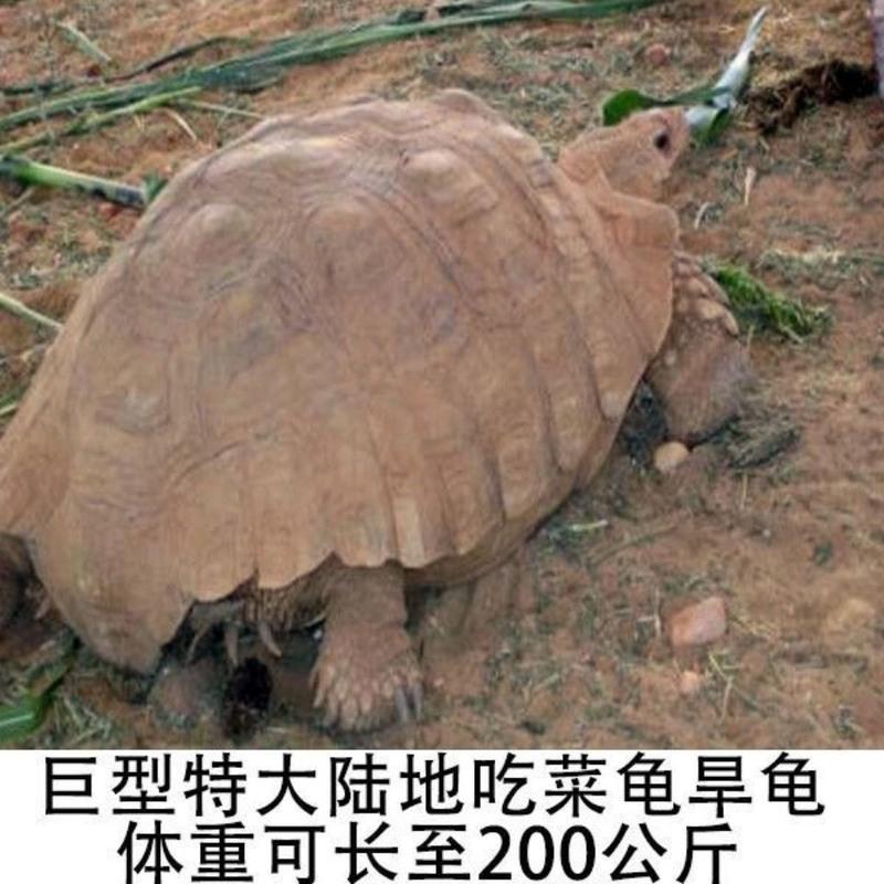 5-6厘米一对 陆地巨型吃菜龟特大龟活体宠物小乌龟活体龟粮下蛋龟乌龟蛋乌龟缸