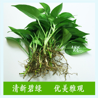 水培绿萝裸根水养绿植物15株水养绿萝 不含盆
