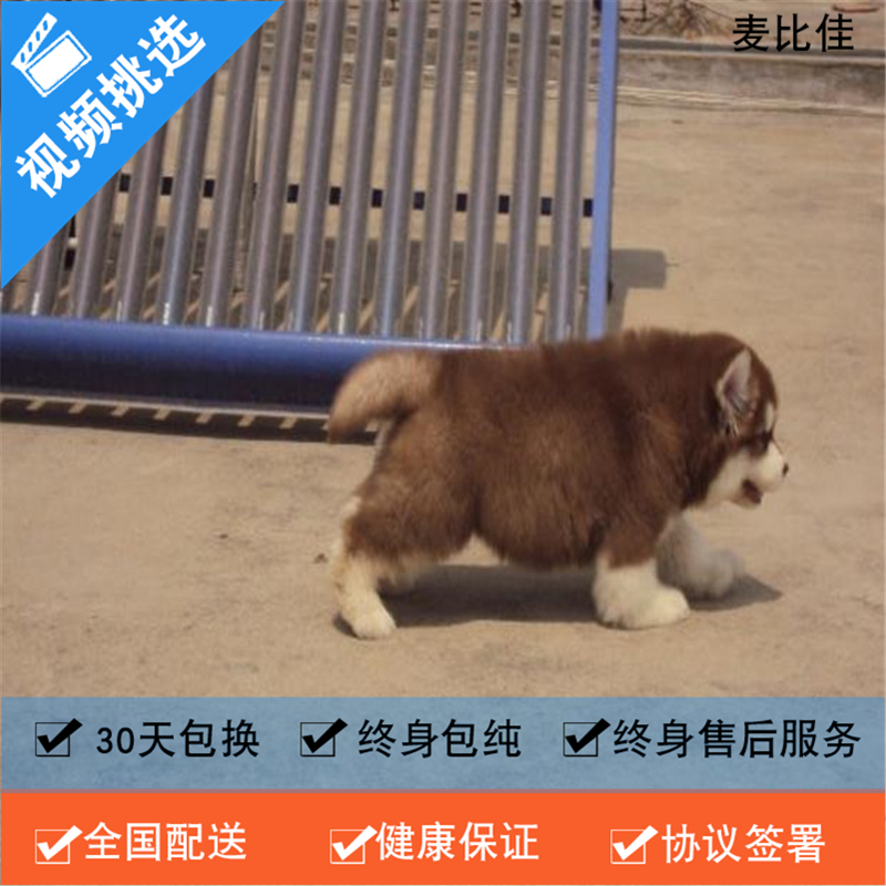 麦比佳 纯种巨型阿拉斯加幼犬活体宠物 熊版十字脸阿拉斯加雪橇犬 双血统烟灰色桃脸阿拉斯加幼崽 巨大型雪橇犬阿拉斯加犬幼犬高清大图
