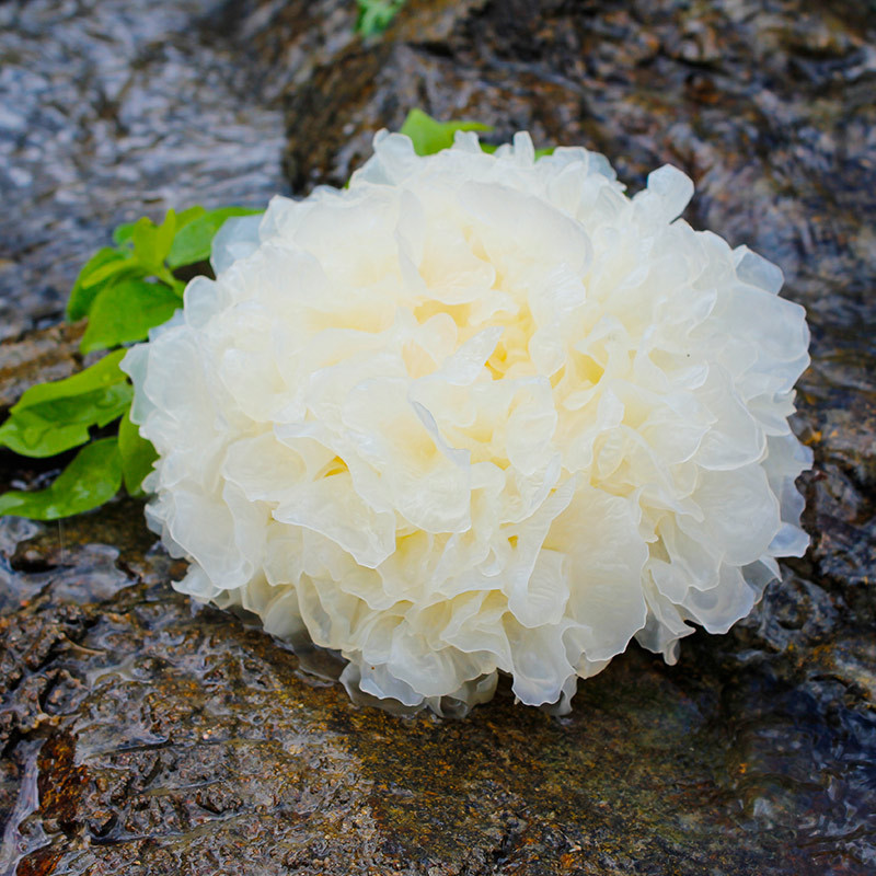 富昌鲜银耳6朵 单盒装 古田新鲜白木耳雪耳糯银耳鲜活耳 厂家产地直发 冰袋保鲜