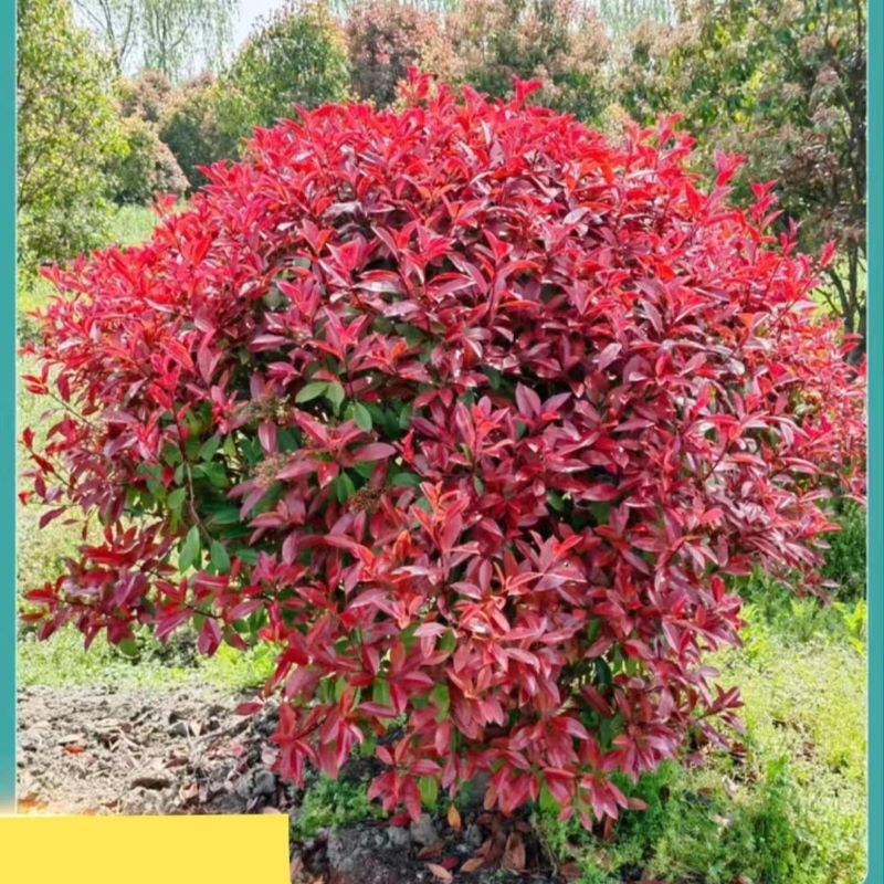 诚智旺 红叶石楠球 冠幅80cm /棵高清大图