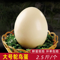【西沛生鲜】新鲜鸵鸟蛋 2.5斤/个 散养鸵鸟 食用超大蛋可 鲜蛋送礼雕刻 大蛋 营养丰富