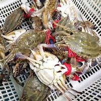 三座海 鲜活梭子蟹公蟹母蟹 红膏满黄新鲜梭子蟹飞蟹鲜活蟹 海捕海螃蟹 梭子蟹鲜活 海鲜水产