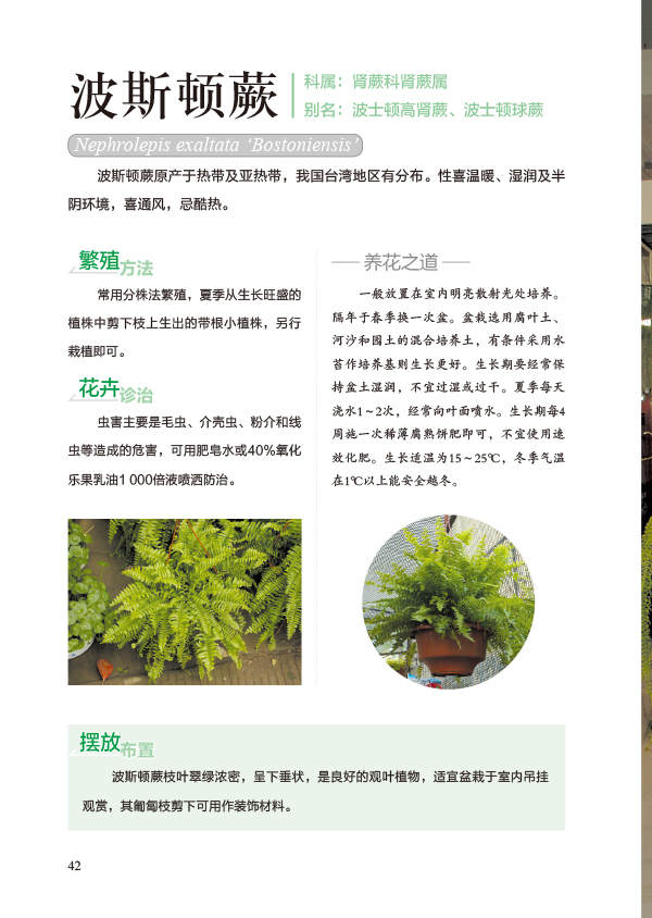 [醉染正版]观叶 观果植物栽培百科图鉴 吴棣飞 等编 新手家庭养花实用书 养花技术室内外植物种花大全四季花卉园艺种殖栽培高清大图