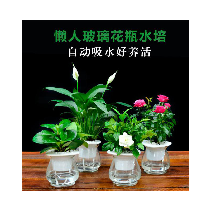 室内观叶植物龙蛋盆系列鸭脚木去甲醛绿植小盆栽