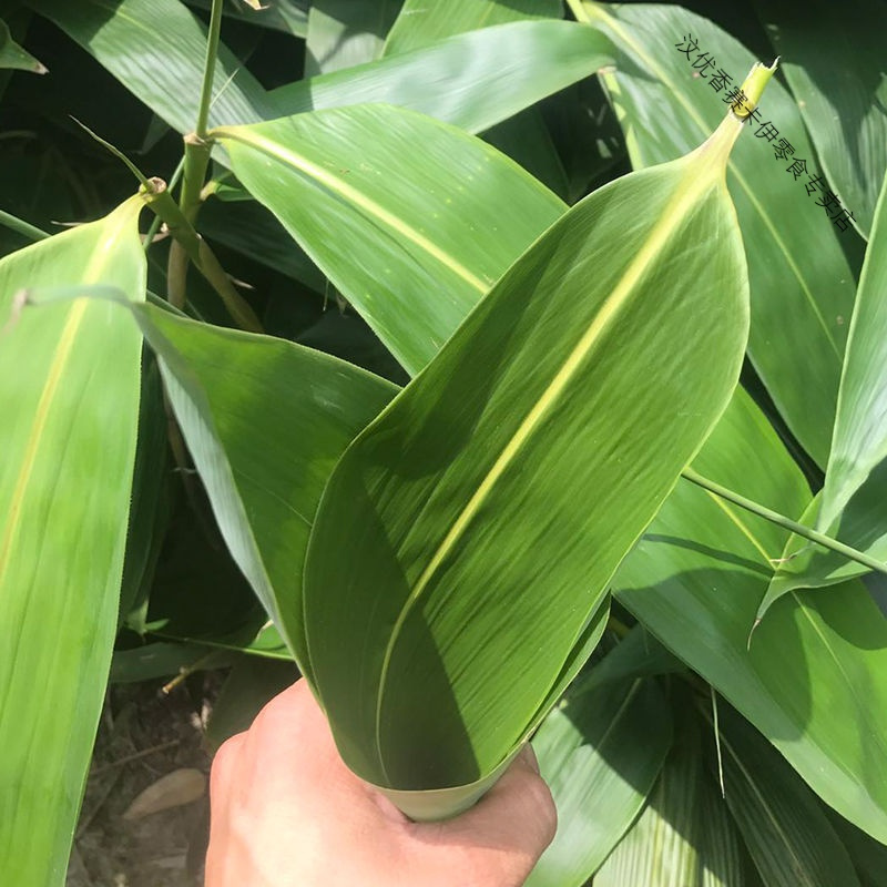 粽子叶粽叶新鲜大粽叶棕叶天然大粽叶子真空新叶粽子叶