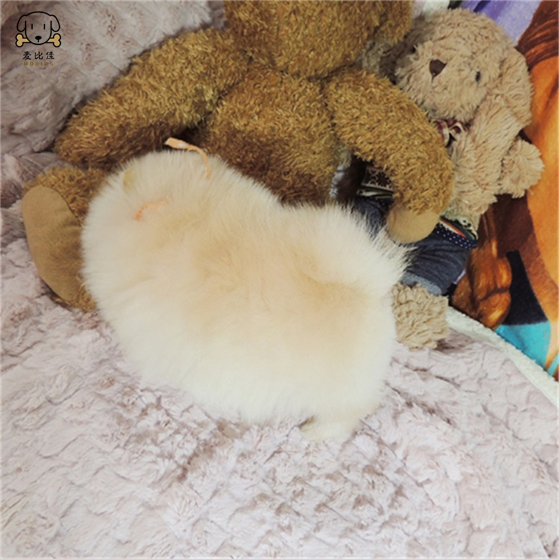 麦比佳 狗狗活体 纯种博美犬幼犬活体宠物狗狗 哈多利系球体博美狗 玩具型博美犬茶杯犬长不大博美日系俊介犬高清大图