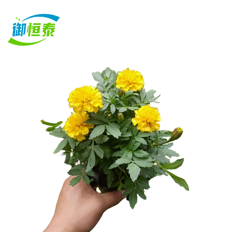 御恒泰 万寿菊 黄色 束高清大图