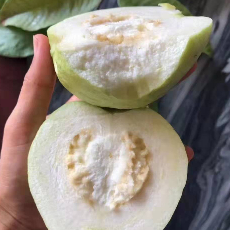 [苏鲜生]新鲜白心芭乐 番石榴 净重8.5斤装 新鲜水果 甘甜可口高清大图